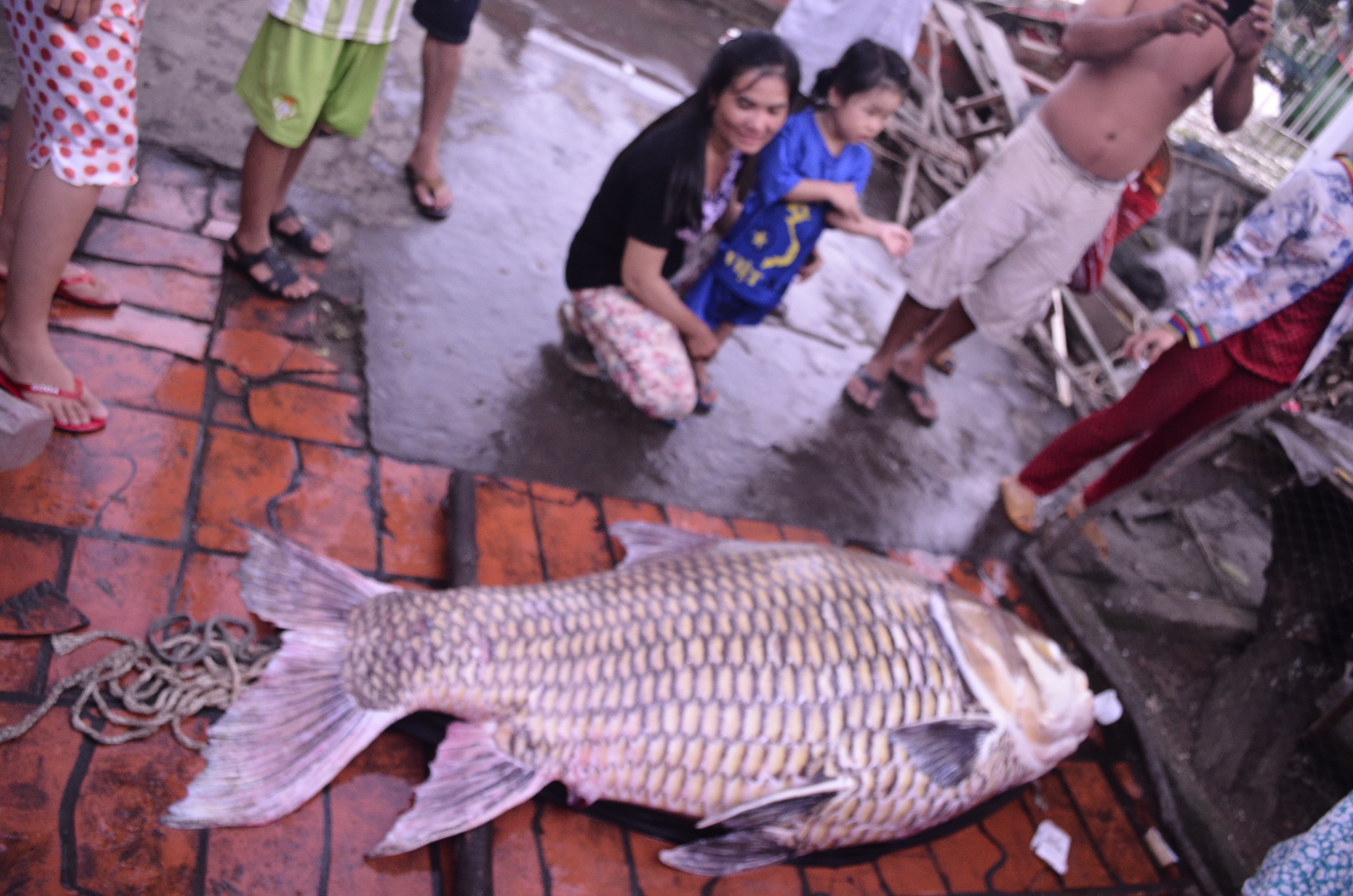 Hàng trăm người dân hiếu kì đến xem, có người hỏi mua gần 1 triệu đồng/kg.