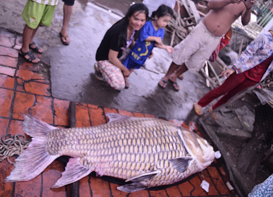 Ca ho khong lo nang 130 kg mac luoi nong dan hinh anh