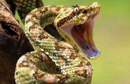 Cu ba nhieu lan cuu nguoi khoi ran doc o mien Tay hinh anh