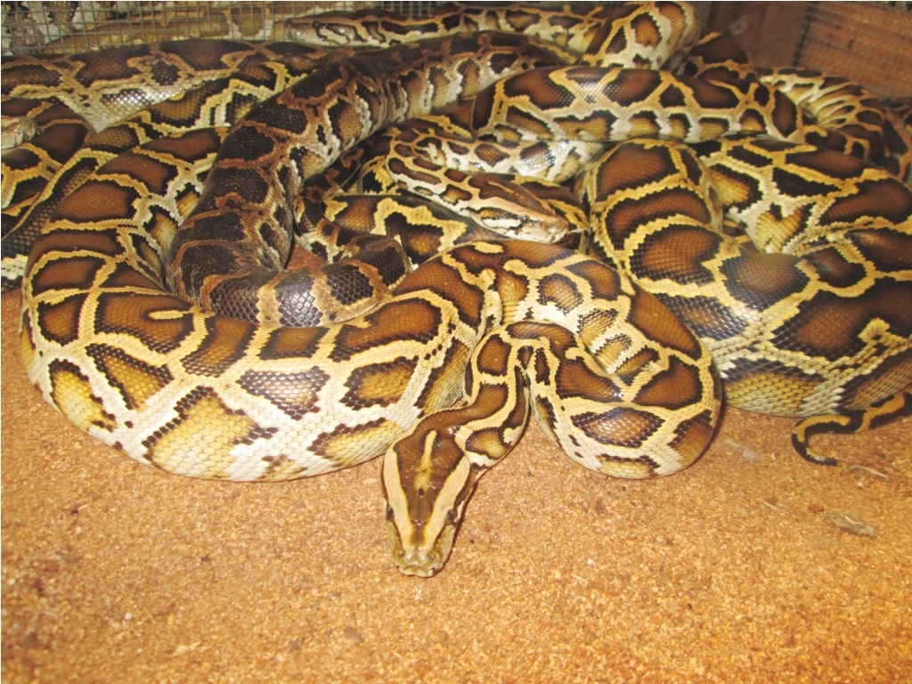 Nhung con tran dai hon 4 met o mien Tay hinh anh