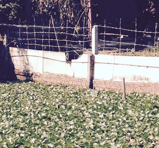 Hầm (ao) nơi Tùng cố thủ cả tiếng đồng hồ.