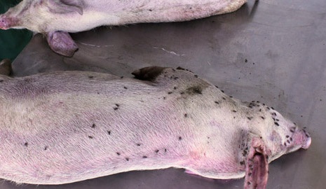 Xe thit heo chet dua vao Sai Gon tieu thu hinh anh