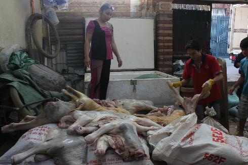 Xe thit heo benh cung cap vao thi truong TP HCM hinh anh