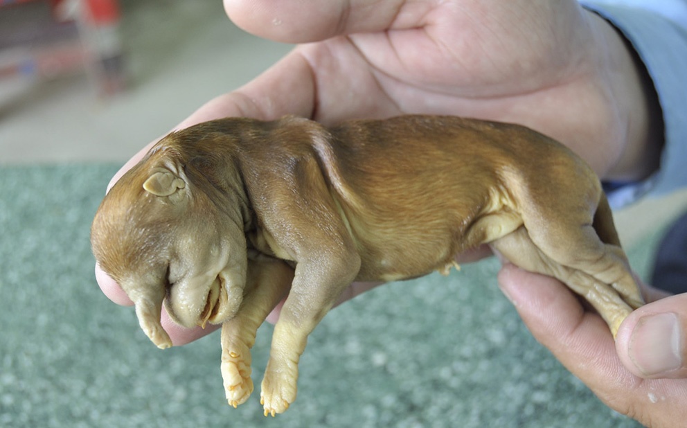 Xac cho hinh dau voi ngam ruou 17 nam khong phan huy hinh anh