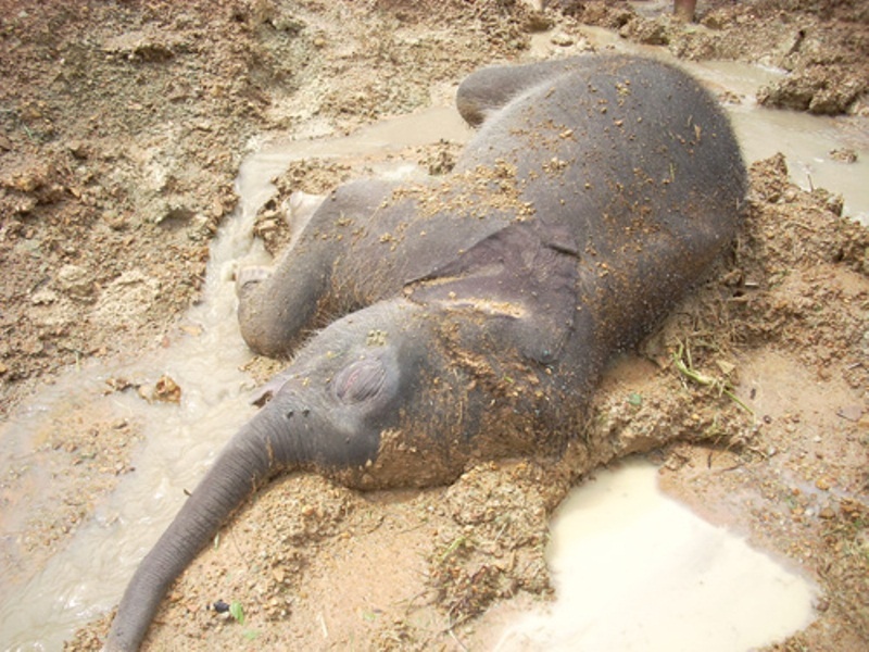 Con voi 80 kg nam chet duoi muong nuoc hinh anh