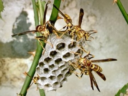 Duong troi chau vao cay cho ong dot hinh anh