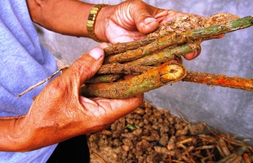 Tu vong sau khi tim 'lang vuon' tri benh hinh anh