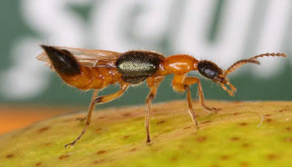 Kien 3 khoang xuat hien tai benh vien o mien Tay hinh anh