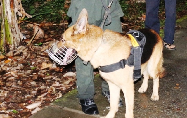 Chó nghiệp vụ được đưa đến hiện trường tham gia việc khám xét. Ảnh Minh Anh