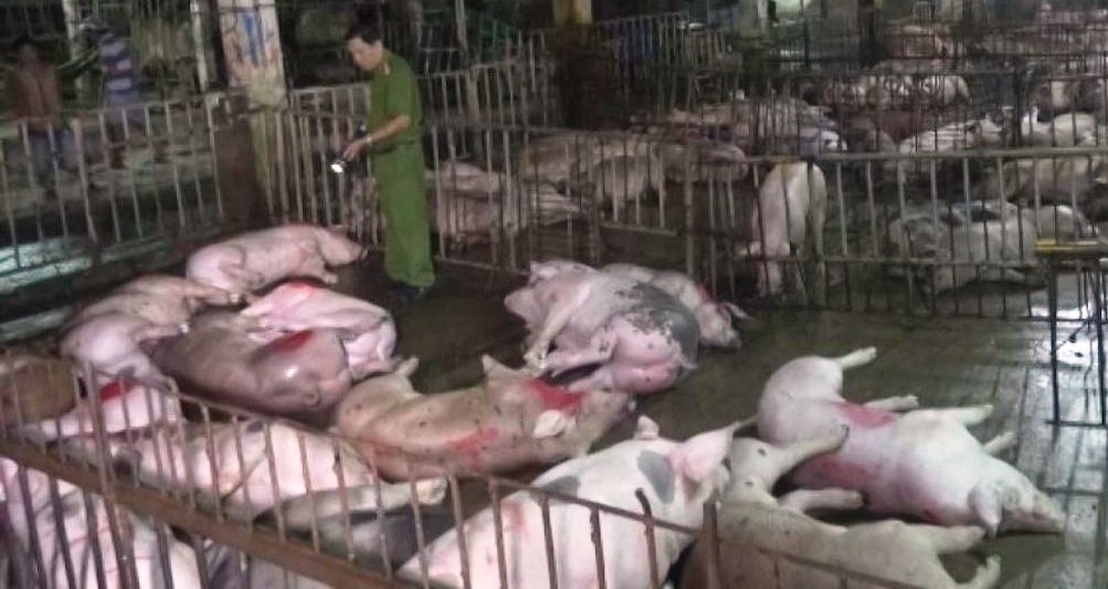 37 con heo chet sau khi bom nuoc tang trong luong hinh anh