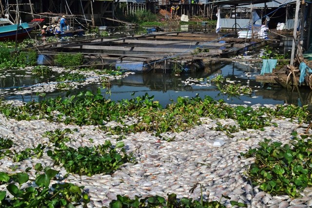 Hon 1.000 tan ca chet tren song o mien Tay hinh anh