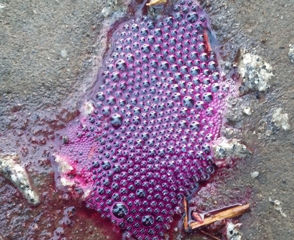 Hoa chat mau tim roi vai 4 km duong lang hinh anh