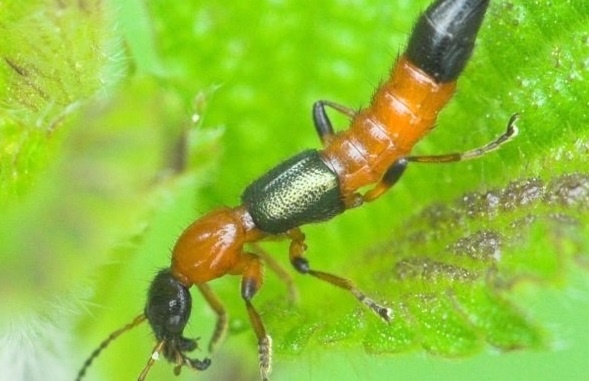 ​Kien 3 khoang tan cong benh nhi o Can Tho hinh anh