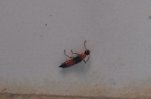 kiến ba khoang ảnh 1 kien ba khoang anh 1