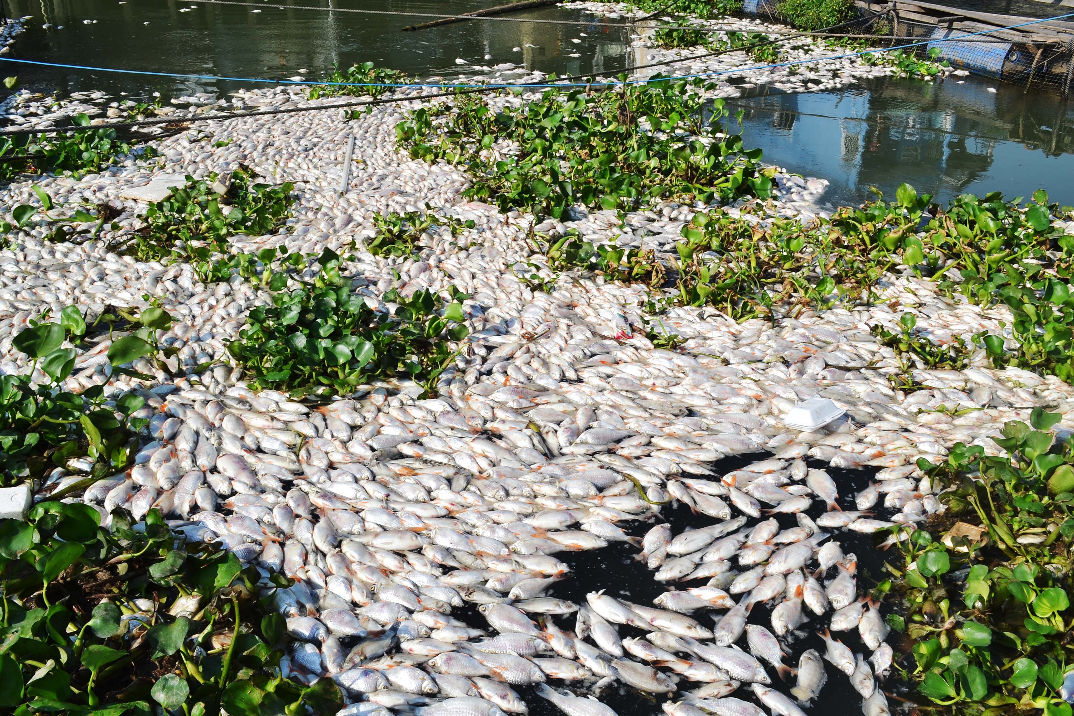 Cong bo nguyen nhan ca nghin tan ca chet o Dong Thap hinh anh