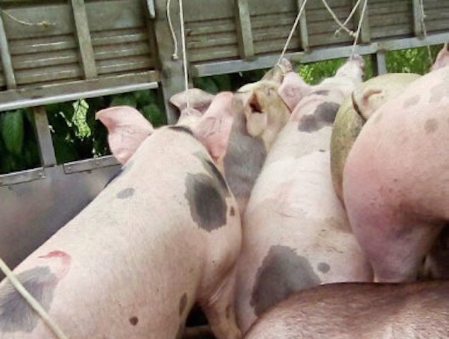 Lai buon loi 200.000 dong moi con heo bom nuoc tang trong hinh anh