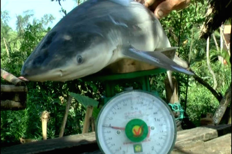 Bat ca map tren song Co Chien hinh anh