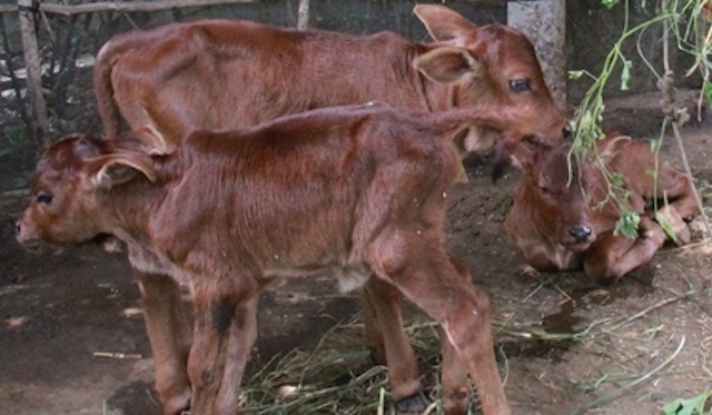 Bo de 3 con be o Ben Tre hinh anh