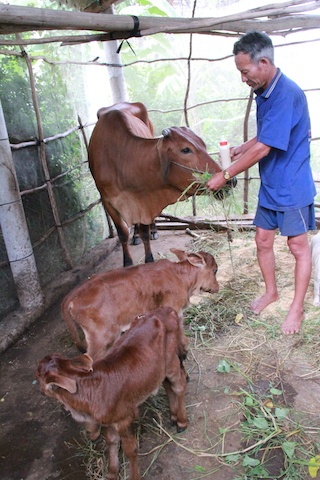 bò sinh 3 bê ảnh 2 bo sinh 3 be anh 2