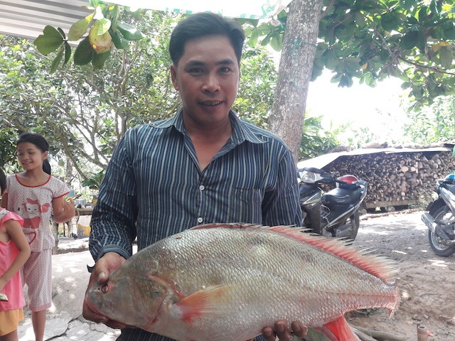 Ca su vang nua ty dong, ngu dan mien Tay chua chiu ban hinh anh