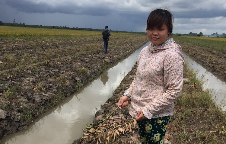 Vu pha hon 3.500 goc cam sanh la do thu tuc lam an hinh anh