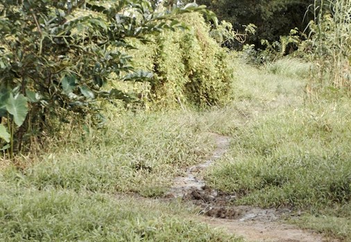 Thieu nu bi ham hiep duoc nguoi soi ech giai cuu hinh anh