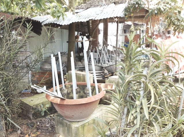 chim cong chua nuoi anh 2