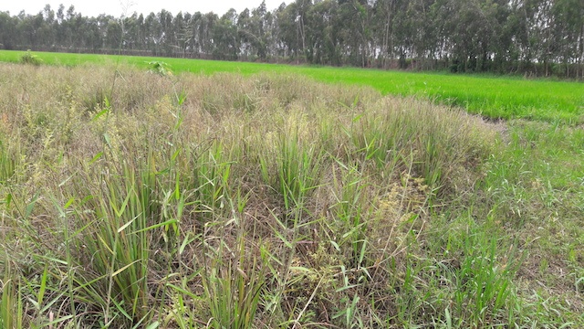 Bien thu tien mua do choi tre em, 'quan huyen' bi cach chuc hinh anh
