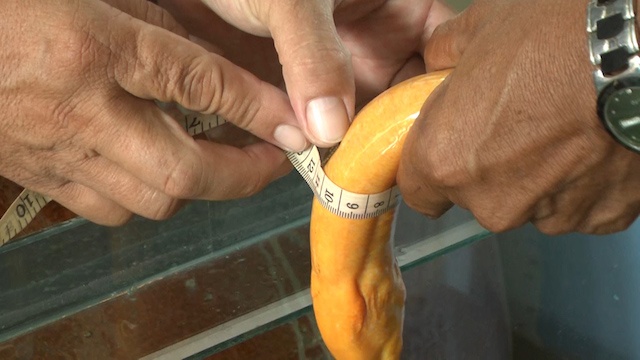 Luon 'vang' gia hang chuc trieu dong o mien Tay hinh anh