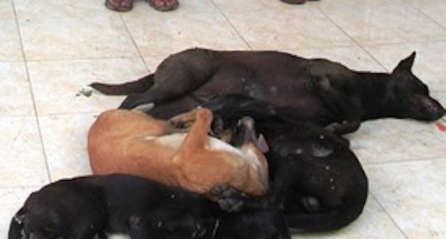 trộm chó xứ dừa ảnh 2 trom cho xu dua anh 2