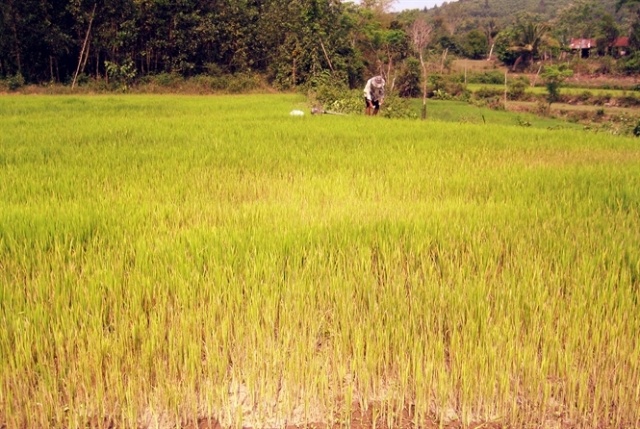 Xit thuoc chet 8 sao lua cho bo tuc vi moi thu 24 nam truoc hinh anh