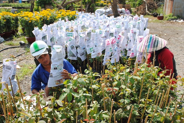 Nha vuon Sa Dec thu 250 ty dong nho hoa ban Tet hinh anh