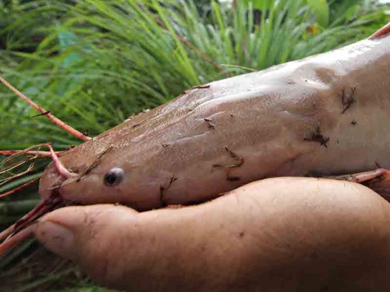 Nong dan Can Tho nuoi 20 con ca tre co mau... hong hinh anh