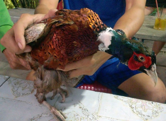 Bat duoc chim la, nghi la loai hiem trong sach do hinh anh