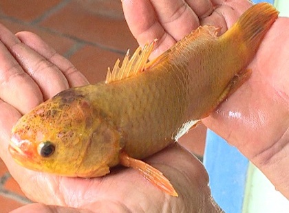 Ca ro mau vang ong o mien Tay hinh anh