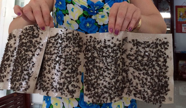 Nguoi dan Can Tho kho so vi ruoi tan cong sau vu chay cong ty may hinh anh