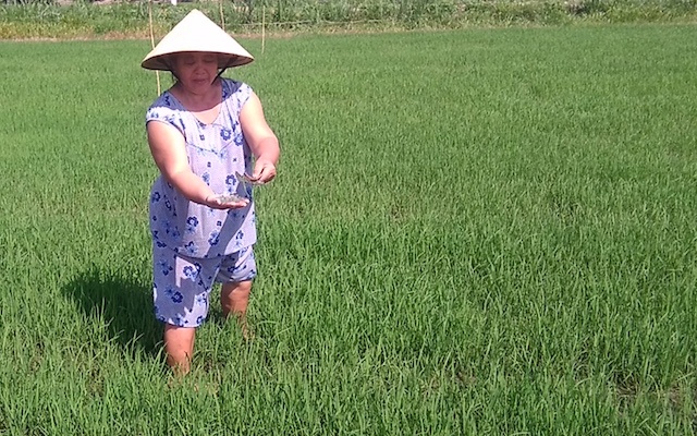 Ruong lua cua nong dan bi rai manh chai hinh anh