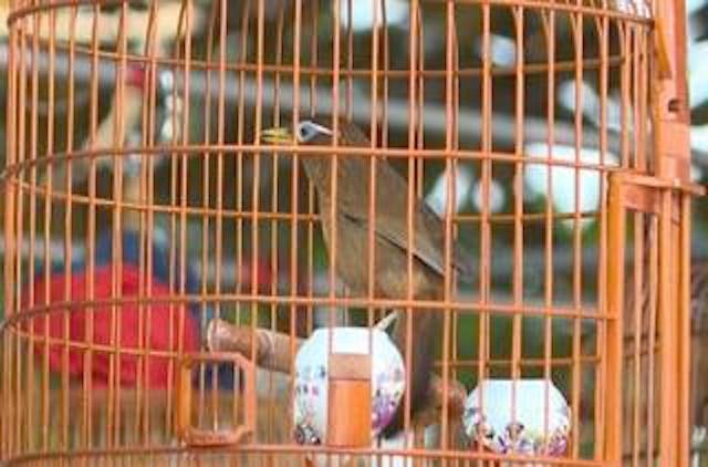 Hoi thi chim nghe thuat doc dao o mien Tay hinh anh