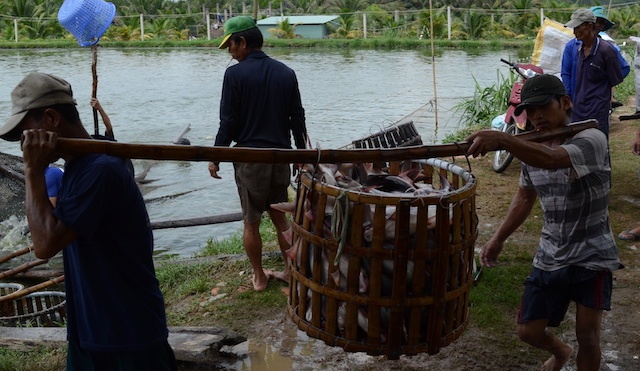 ca tra xuat khau anh 1