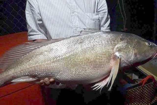 Ngu dan bat duoc ca su vang nang 8kg tren song Tien hinh anh