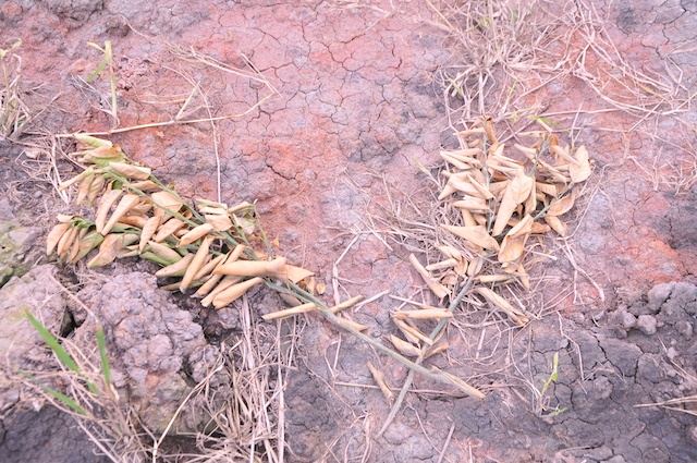 Nho sach vuon cam sanh cua hang xom hinh anh