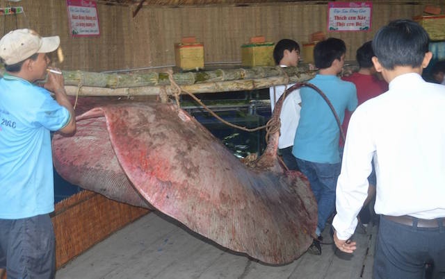 cá đuối cực khủng ảnh 1 ca duoi cuc khung anh 1