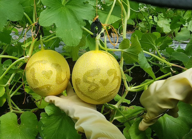 Doc dao dua luoi mung ngay 8/3 hinh anh