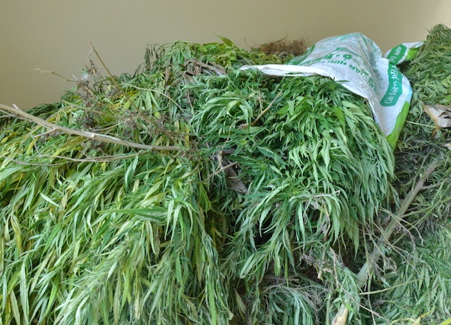 Canh sat phat hien mot nong dan trong 360 cay can sa hinh anh