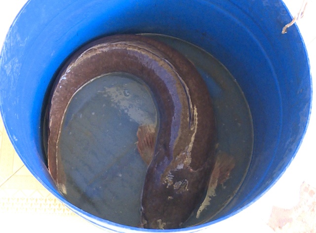 cá trê sông 12kg ảnh 1 ca tre song 12kg anh 1