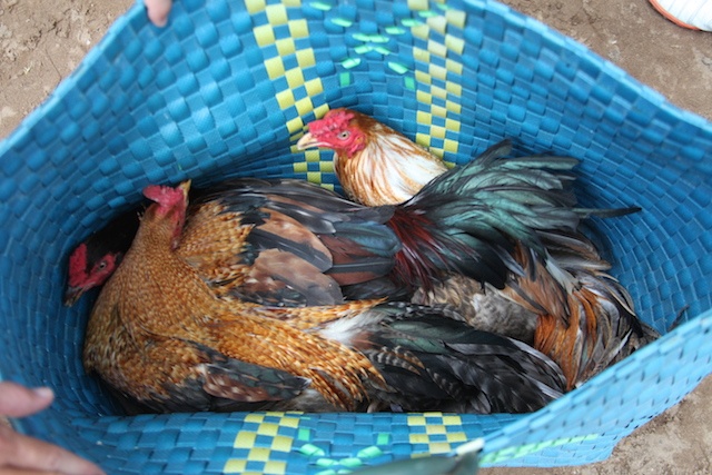 Canh sat tam giu 18 thanh nien tai soi da ga, thu gan 100 trieu dong hinh anh