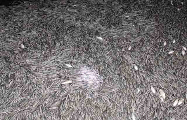 120.000 con chach giong chet noi day dac trong bon hinh anh