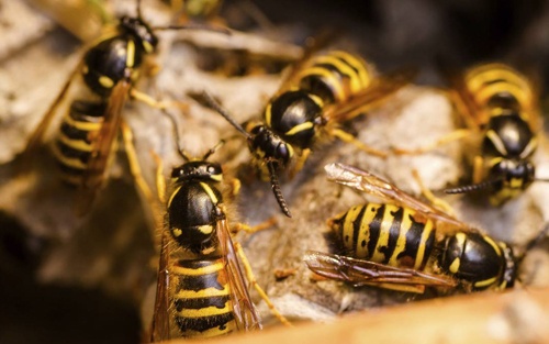 Ong vo ve chich 2 ba chau thiet mang, 2 be trai nguy kich hinh anh