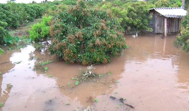 Trieu cuong gay vo cong dap, ca tram ha vuon cay an trai bi ngap hinh anh