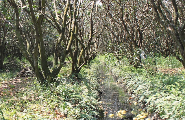 Bưởi rụng đầy gốc ảnh 2 Buoi rung day goc anh 2